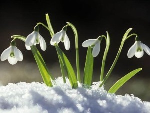 Imbolc: The holiday of hope