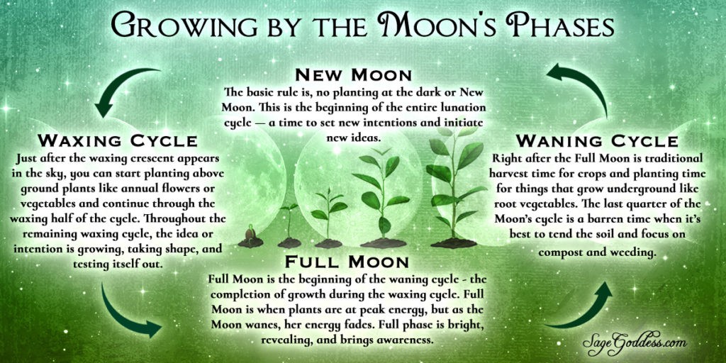 Growing by the Moon's Phases