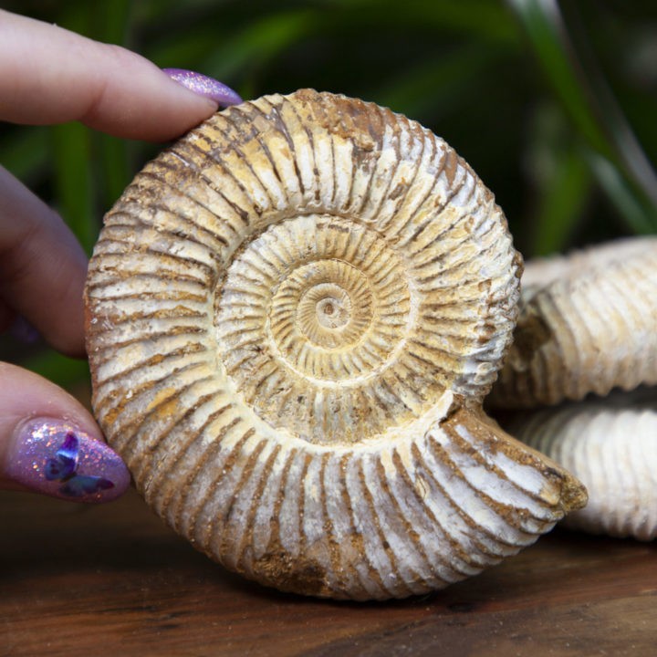Natural White Ammonite