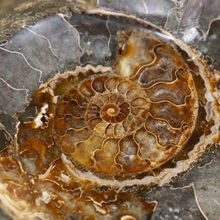 Ancient Wisdom Ammonite Fossil Smudging Bowls