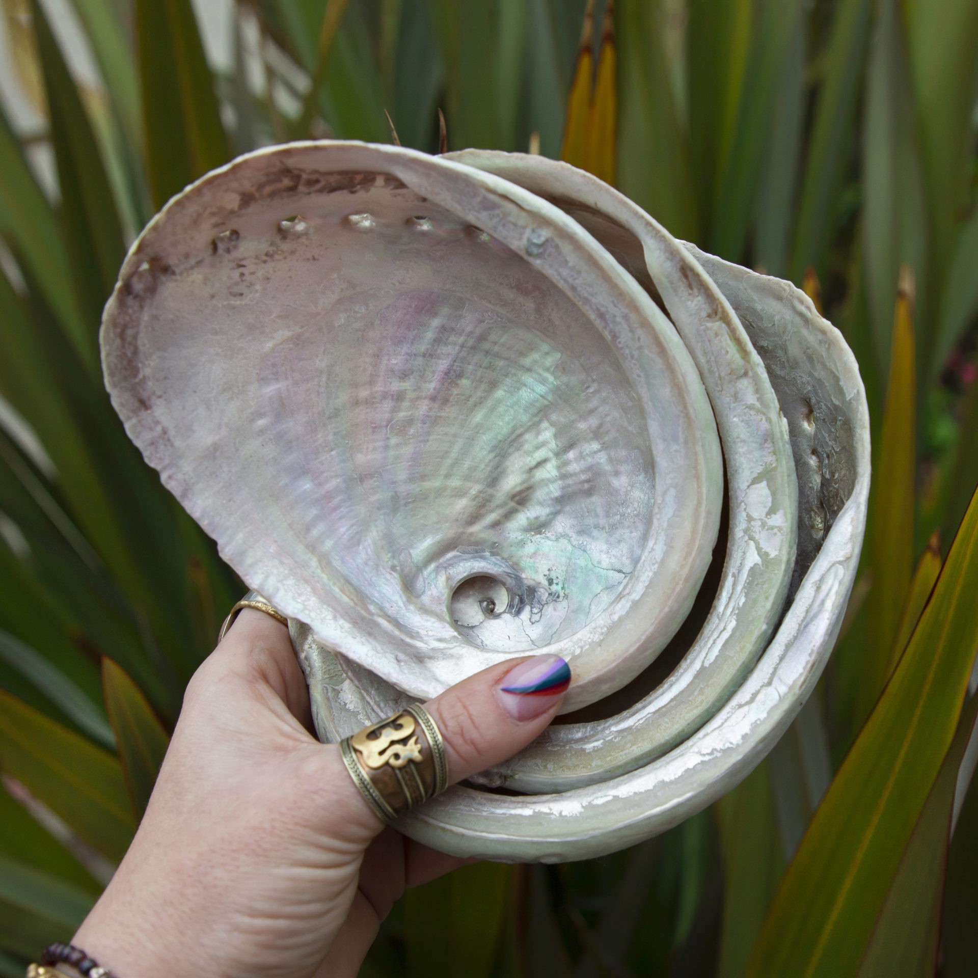 Shop Abalone Shells for Smudging at the Dreaming Goddess