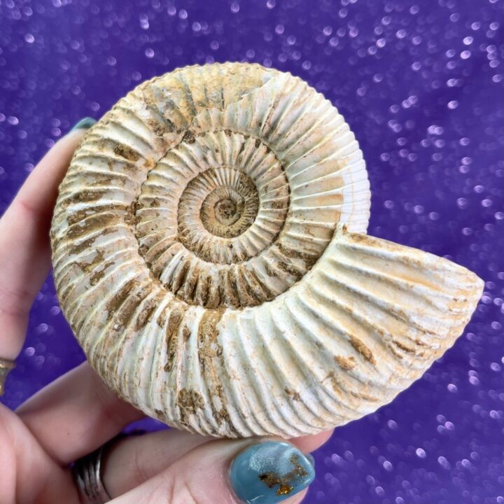 Ammonite Fibonacci Fossil