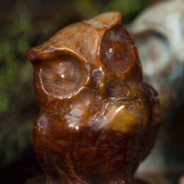 Petrified Wood Wise Owl