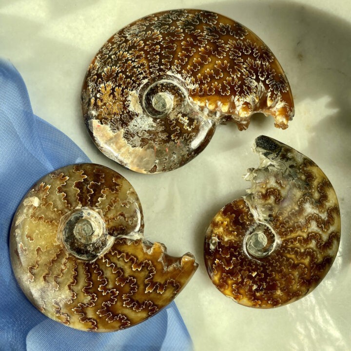 Polished Ammonite