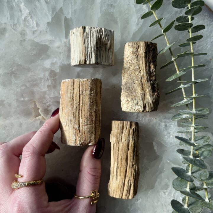 Polished Petrified Wood Mini Log