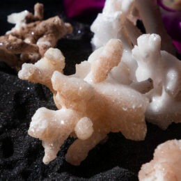 Sugar Aragonite Coral